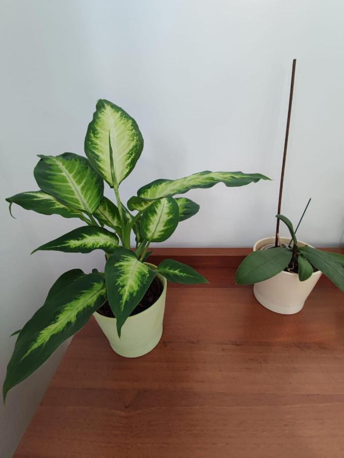 אלבה לוליה M K L Studio מראה חיצוני תמונה